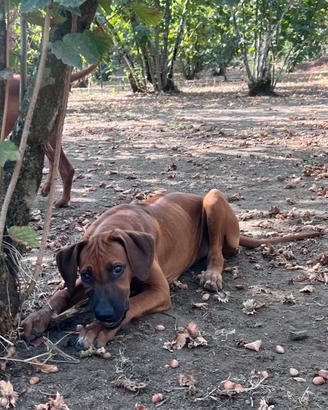 Ultima cucciola di Rhodesian Ridgeback disponibile