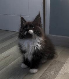 Cucciolo maschio maine coon