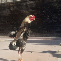 Galline ko Shamo