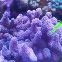 Coralli SPS seriatopora pistillata viola, verde