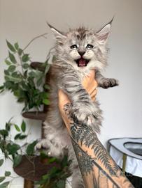 Cucciole maine coon con pedigree