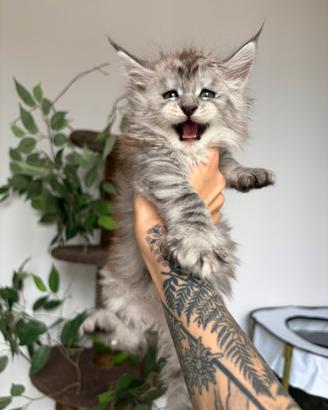 Cucciole maine coon con pedigree