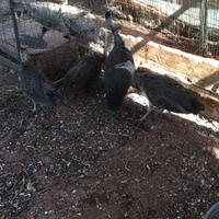 Giovani pavoni blu indiano