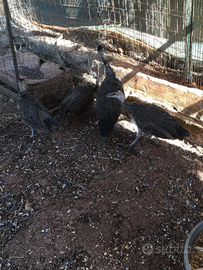 Giovani pavoni blu indiano