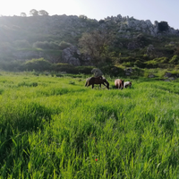 Pensione per cavalli
