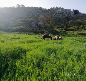 Pensione per cavalli