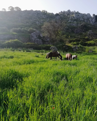 Pensione per cavalli