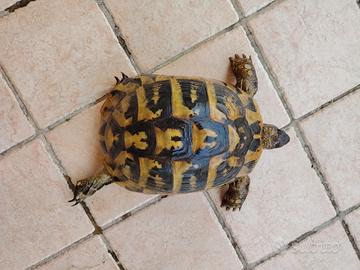 femmina tartaruga Testudo hermanni