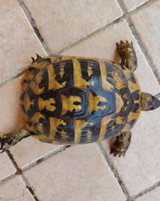 femmina tartaruga Testudo hermanni