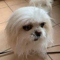 Maschio Shih Tzu tg piccola x accoppiamento