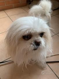 Maschio Shih Tzu tg piccola x accoppiamento