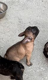 Cuccioli di Buldog francese