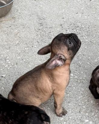 Cuccioli di Buldog francese