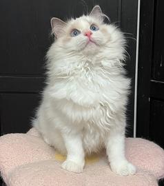 Gattino ragdoll