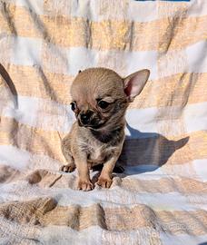 Mini cucciolo chihuahua, allevamento enci