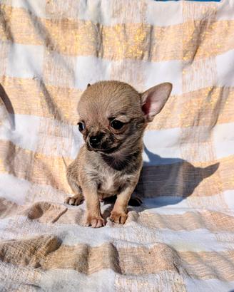 Mini cucciolo chihuahua, allevamento enci