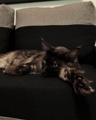 Isaac, Gatto Maine Coon dolcissimo