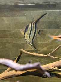 Scalari Manacapuru
