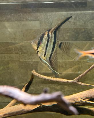 Scalari Manacapuru
