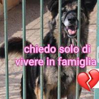 ARGO 8 ANNI taglia media