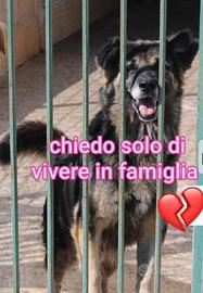 ARGO 8 ANNI taglia media