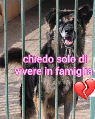 ARGO 8 ANNI taglia media