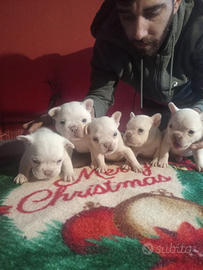 Bulldog francese cuccioli