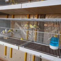 Canarini Harzer Roller