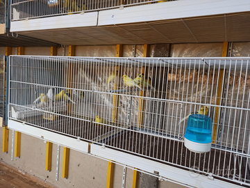 Canarini Harzer Roller