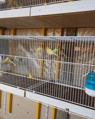 Canarini Harzer Roller