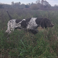 Bracco tedesco cuccioloni kurzhaar cuccioli