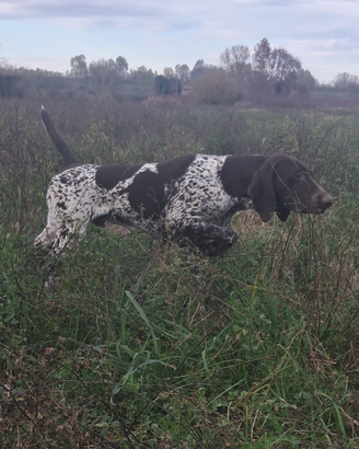 Bracco tedesco cuccioloni kurzhaar cuccioli