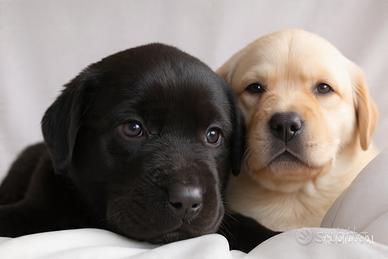 Ultima cucciola Labrador