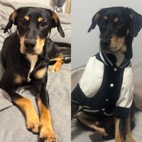 Cagnolino taglia media