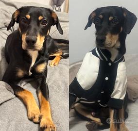 Cagnolino taglia media