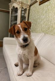 Femmina jack russel con pedigree
