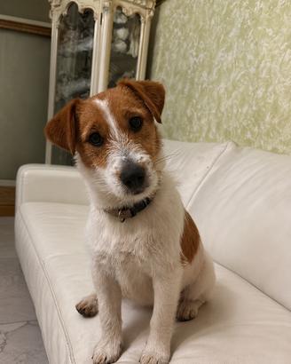 Femmina jack russel con pedigree