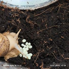 Chiocciola africana gigante ?