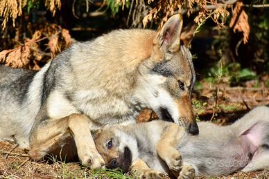Cuccioli di cane lupo cecoslovacco