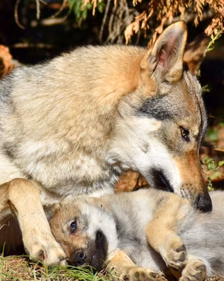 Cuccioli di cane lupo cecoslovacco