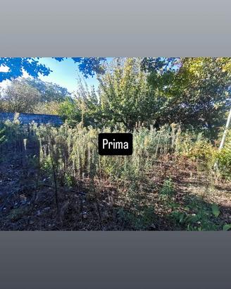 giardino 