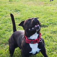 Staffordshire bull terrier per monta