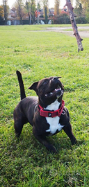 Staffordshire bull terrier per monta
