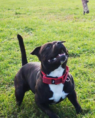 Staffordshire bull terrier per monta