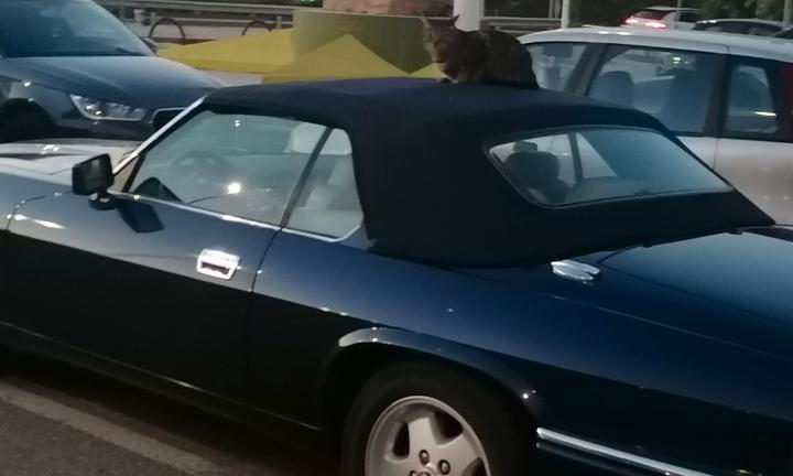 JAGUAR XJS-XJSC convertibl - 1995