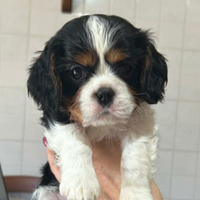 Cucciolo di Cavalier King Charles spaniel tricolor