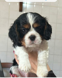 Cucciolo di Cavalier King Charles spaniel tricolor