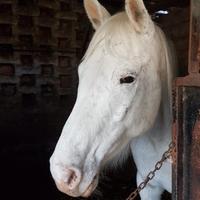 Cavalla Appaloosa 8 anni