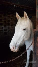 Cavalla Appaloosa 8 anni