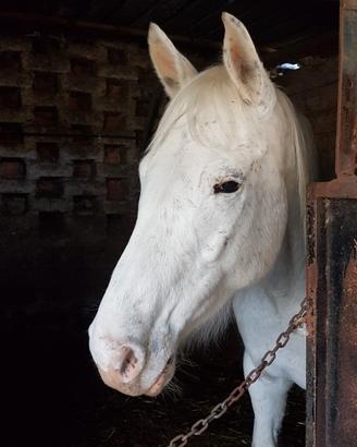 Cavalla Appaloosa 8 anni